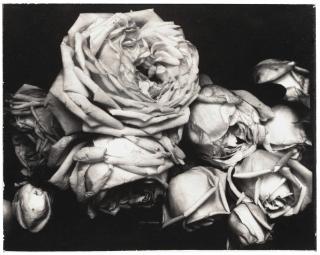 Edward Steichen - Heavy Roses, Voulangis, France, 1914