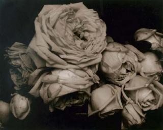 Edward Steichen - Heavy Roses, Voulangis, France, 1914