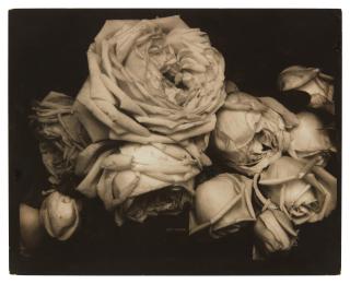 Edward Steichen - Heavy Roses, Voulangis, France