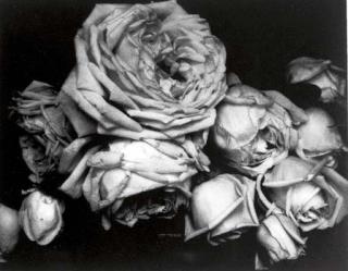 Edward Steichen - Heavy Roses, Voulangis