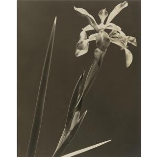 Edward Steichen - \'Iris Aurea: Light Runs Up The Stem Like Lightning\'