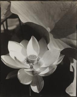 Edward Steichen - Lotus, Mount Kisco, New York, 1915