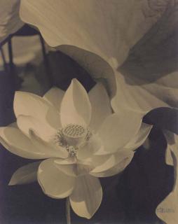 Edward Steichen - Lotus, Mount Kisco, New York, 1915