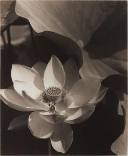 Edward Steichen - Lotus, Mount Kisco, New York