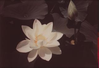 Edward Steichen - \'White Lotus\'