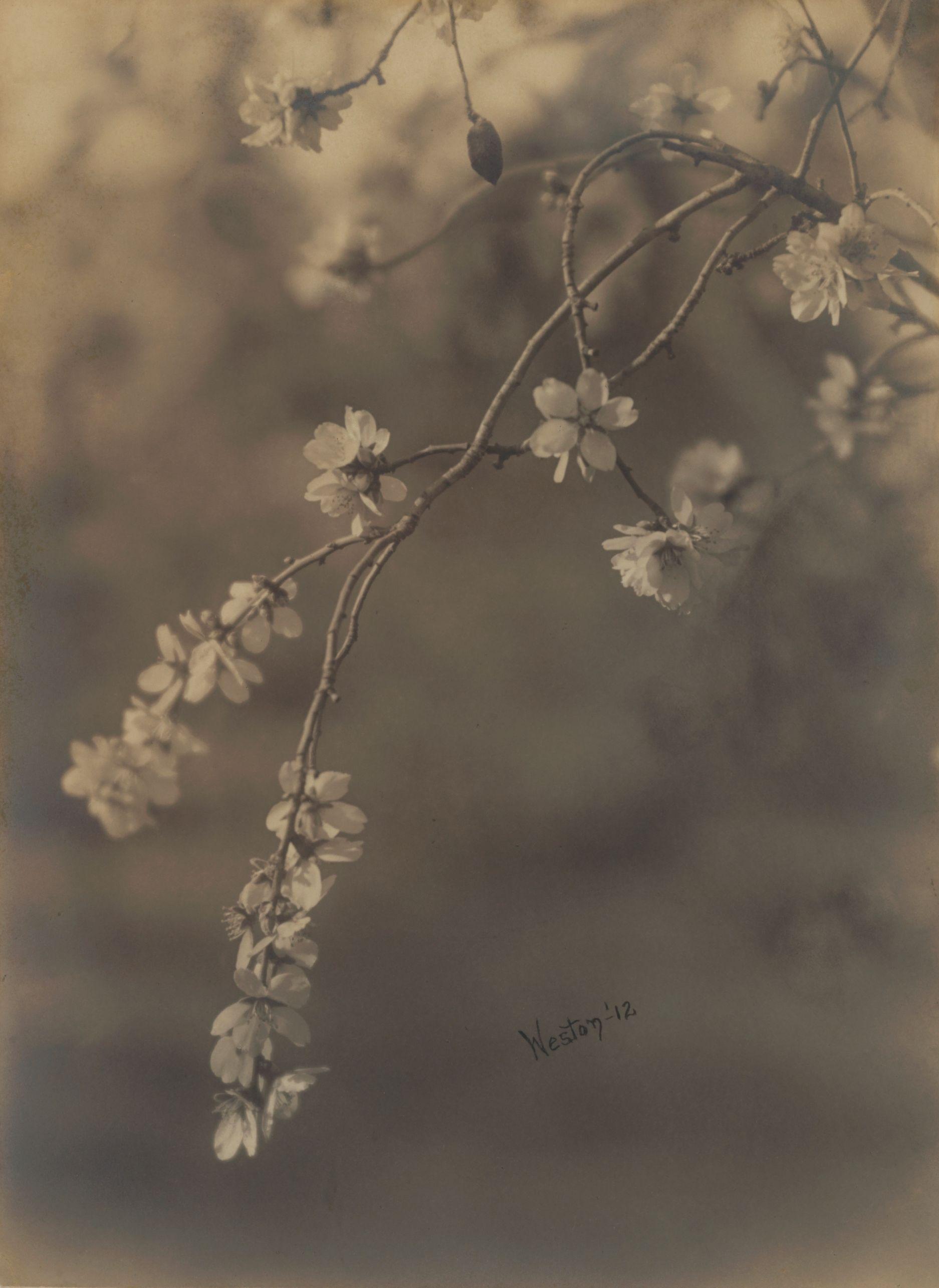 Edward Weston - Almond Blossoms
