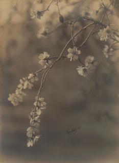Edward Weston - Almond Blossoms