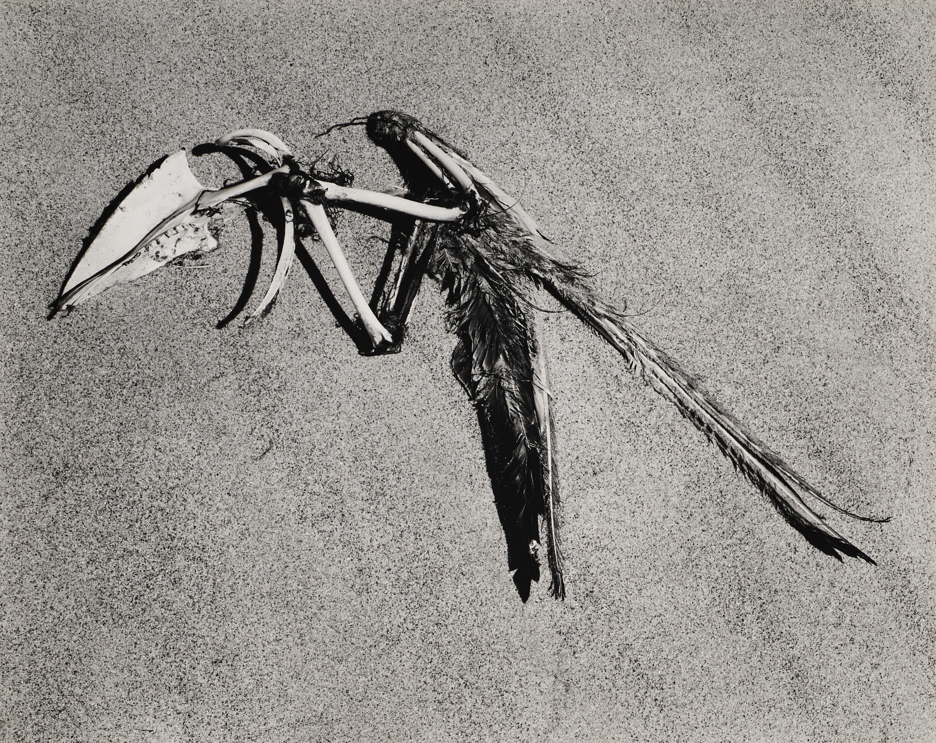 Edward Weston - Bird Skeleton, Oceano, California, 1936