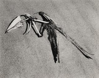 Edward Weston - Bird Skeleton, Oceano, California, 1936