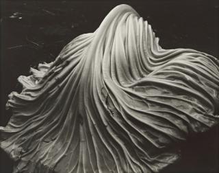 Edward Weston - \'Cabbage - Leaf\'