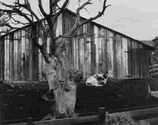 Edward Weston - Corral