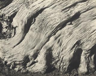 Edward Weston - Cypress, Point Lobos, 1929