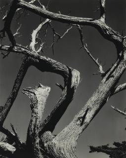 Edward Weston - Cypress