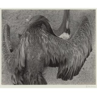 Edward Weston - Dead Pelican, Point Lobos