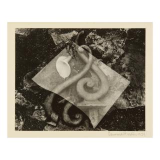 Edward Weston - Glass And Lily