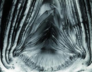 Edward Weston - Halved Artichoke