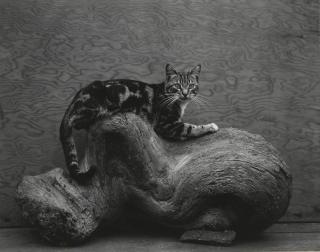Edward Weston - \'Johnny\'