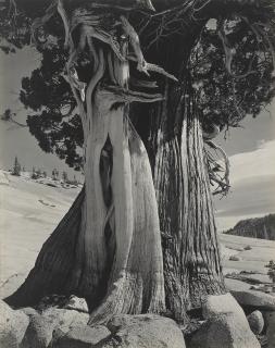 Edward Weston - Juniper, Lake Tenaya, 1937