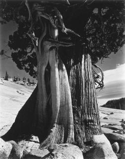 Edward Weston - Juniper, Lake Tenaya