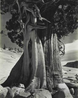 Edward Weston - Juniper, Sierra Nevada, 1937