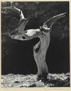 Edward Weston - \'Monterey Cypress\'
