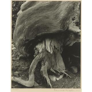 Edward Weston - \'Monterey Cypress\'