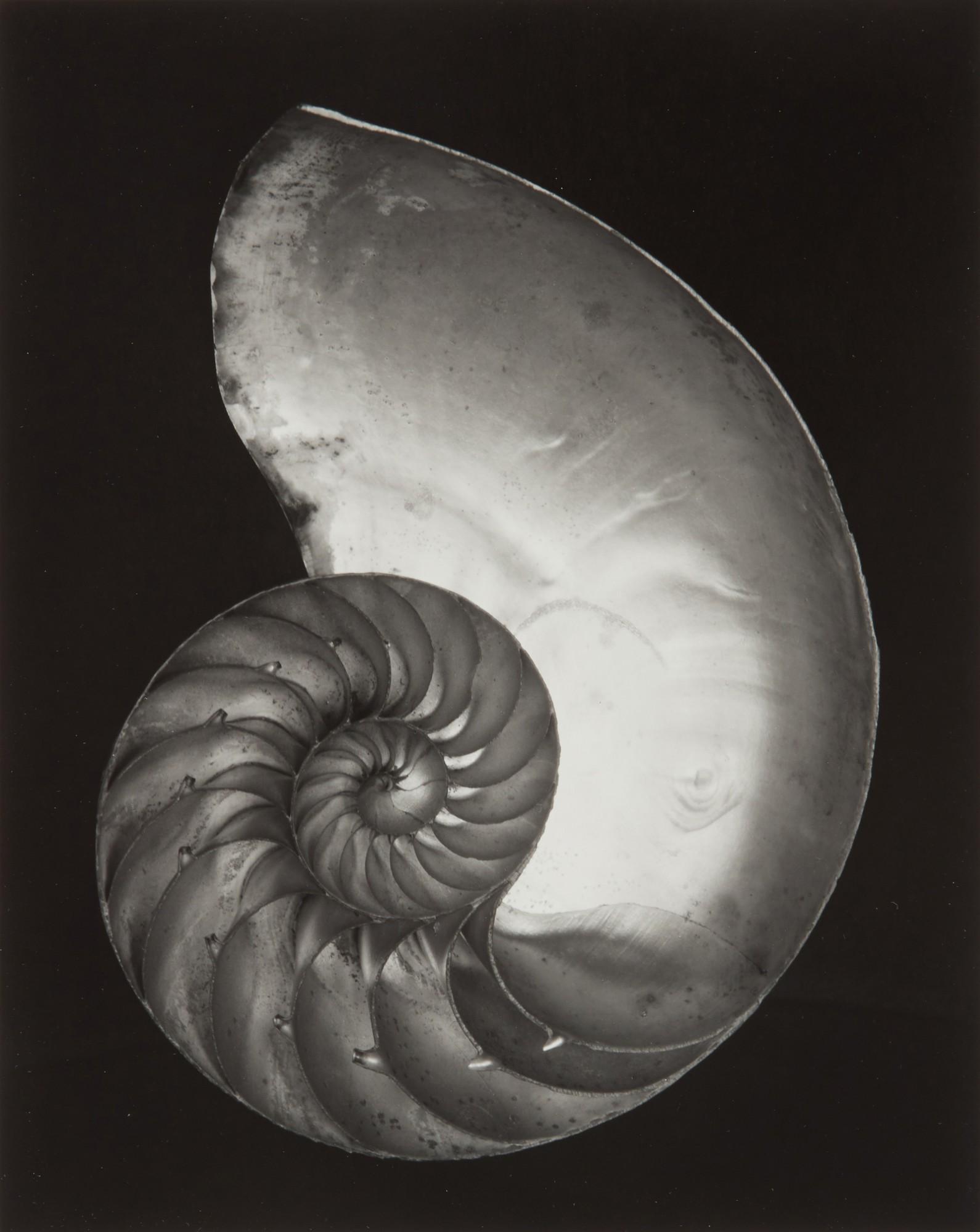 Edward Weston - Nautilus Shell