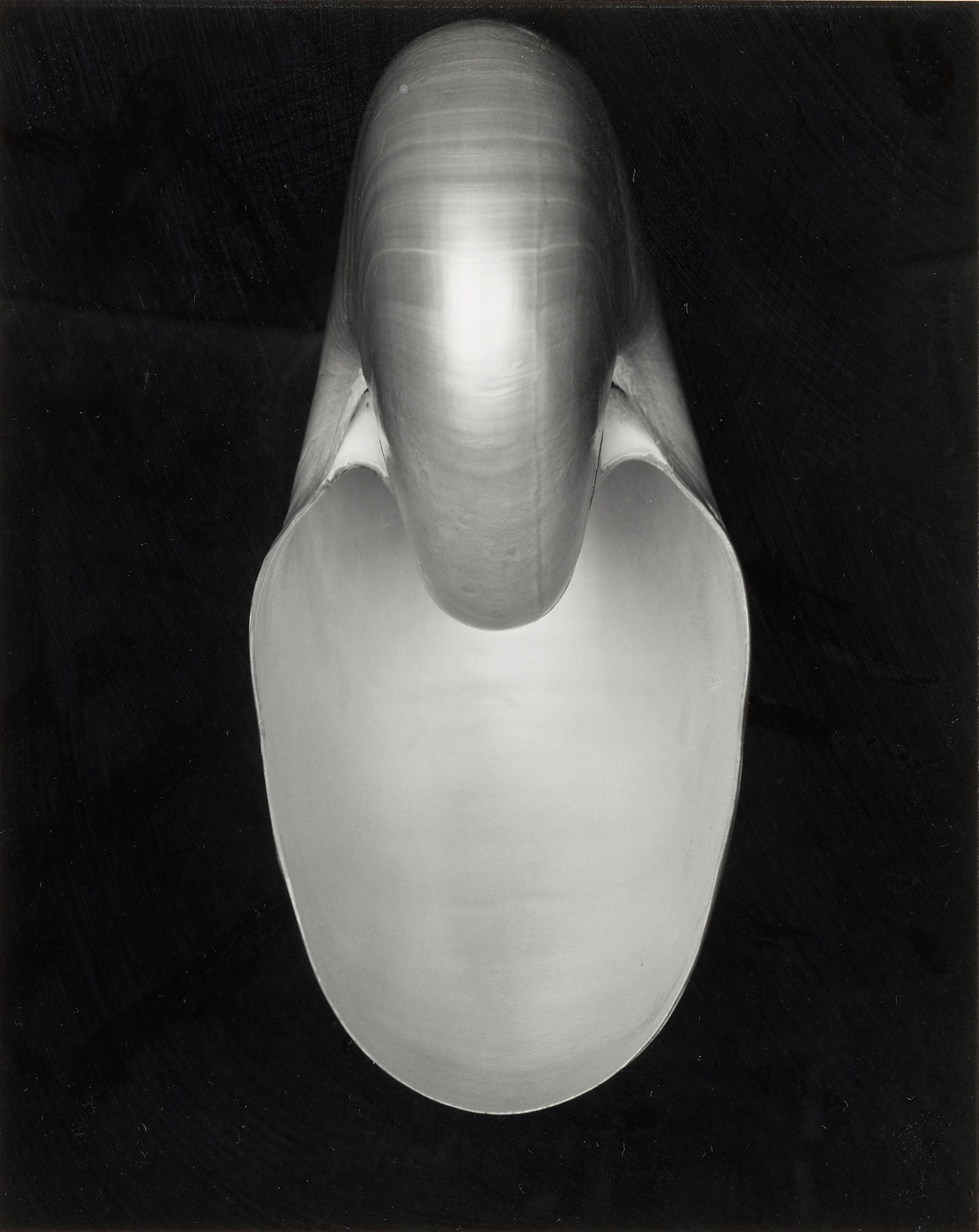 Edward Weston - Nautilus