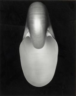 Edward Weston - Nautilus