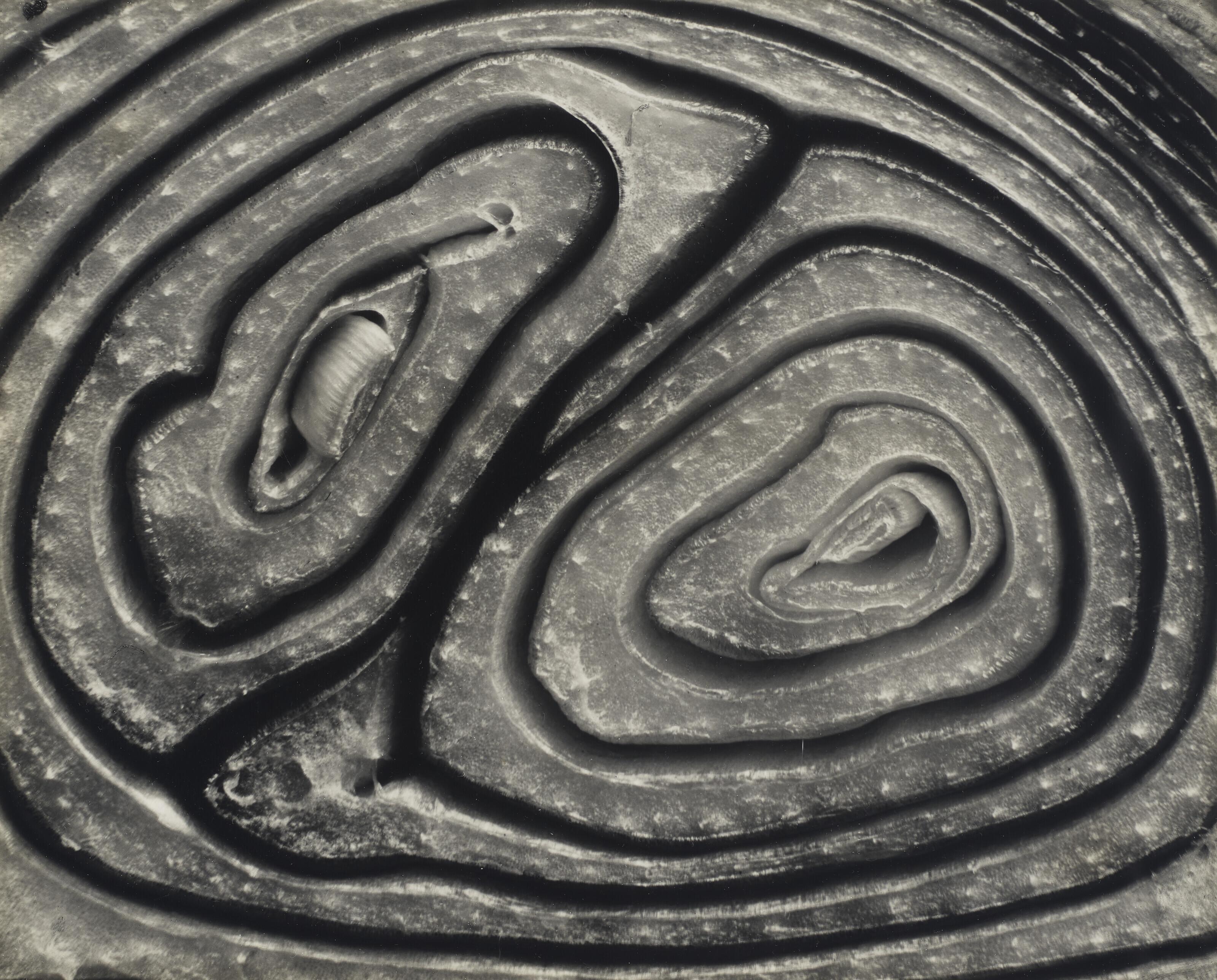 Edward Weston - Onion, Halved, 1930