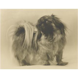 Edward Weston - Pekinese Dog, Mexico, 1926