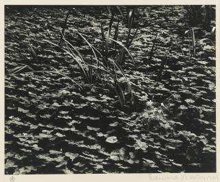 Edward Weston - \'Redwood Highway\'