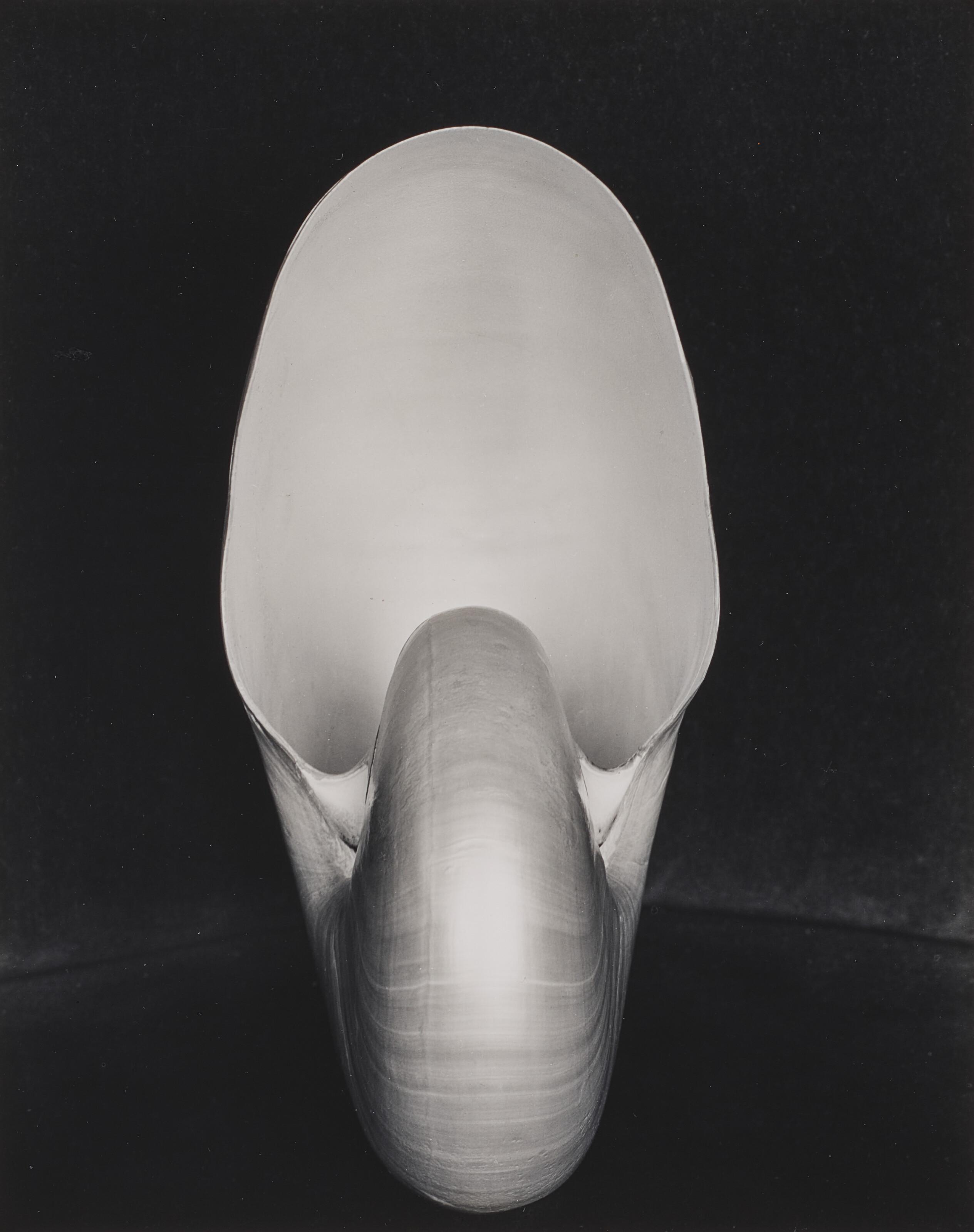 Edward Weston - Shell, 1927