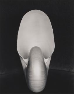 Edward Weston - Shell, 1927