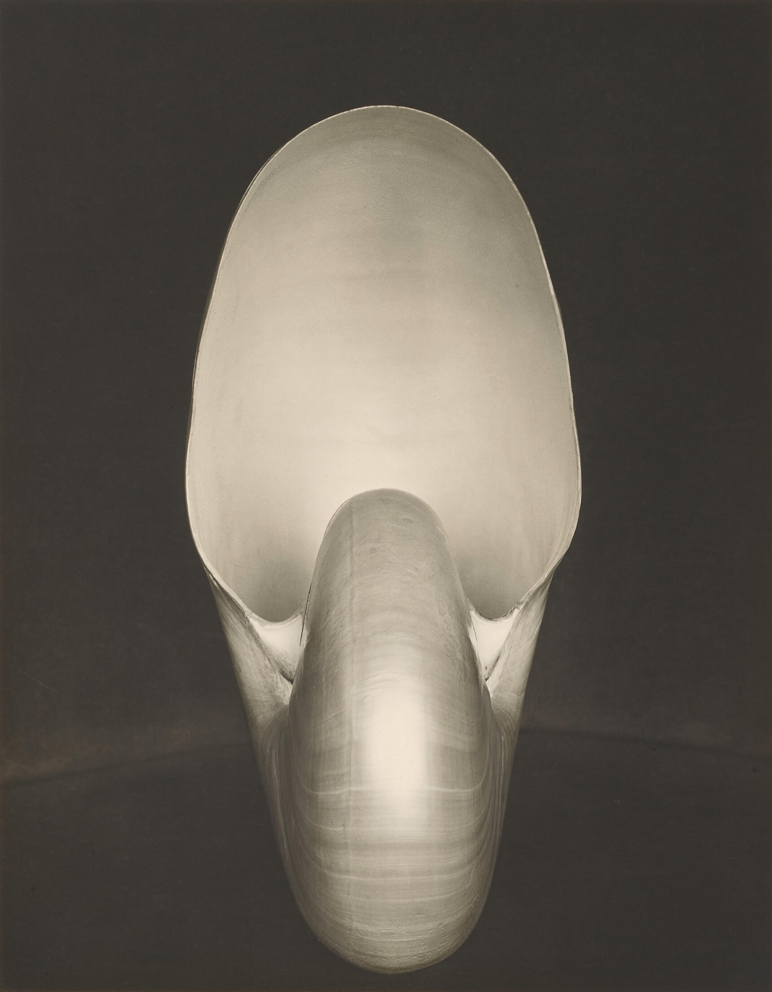 Edward Weston - Shell (Nautilus), 1927