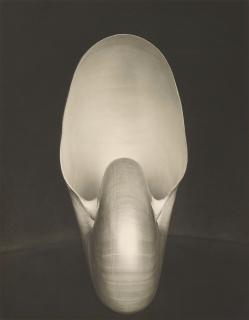 Edward Weston - Shell (Nautilus), 1927