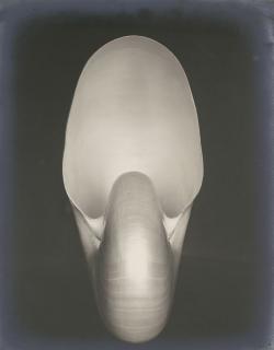 Edward Weston - Shell (Nautilus)