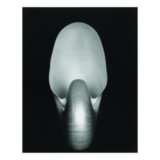 Edward Weston - \'Shell\'