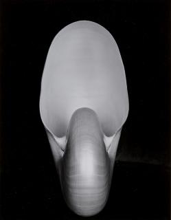 Edward Weston - Shell