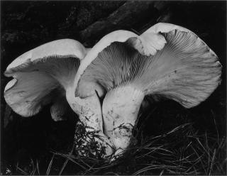 Edward Weston - \'Toad Stools\' (Fungus)