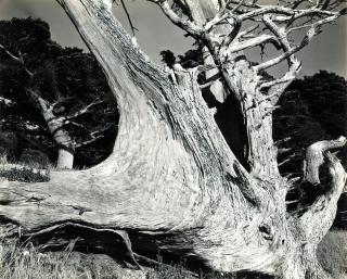 Edward Weston - Tree Trunk