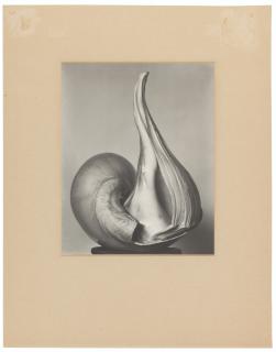 Edward Weston - Two Shells, 13S, 1927