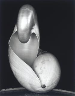 Edward Weston - Two Shells, 1927