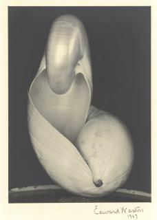 Edward Weston - Two Shells