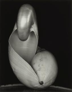 Edward Weston - Two Shells