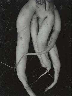 Edward Weston - White Radish, 1933