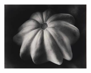 Edward Weston - Winter Squash, 1930