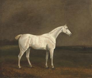Edwin Cooper - A white stallion in a landscape