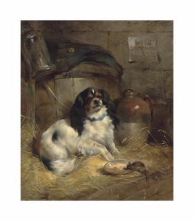 Edwin Douglas - A Cavalier King Charles spaniel
