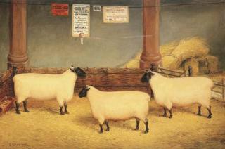 Edwin Frederick Holt - The Marquis of Bristol\'s Prize Winning Suffolk Sheep
